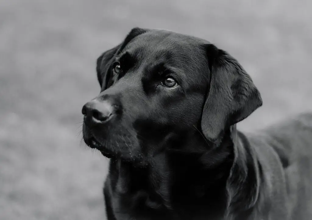 Waar mogen honden loslopen in Zwolle? Ontdek de plekken!